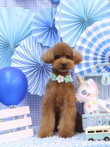 20231109ピナくん